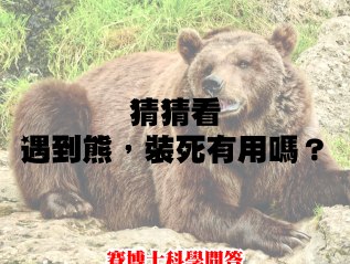 科學問答：遇到熊裝死有用嗎？