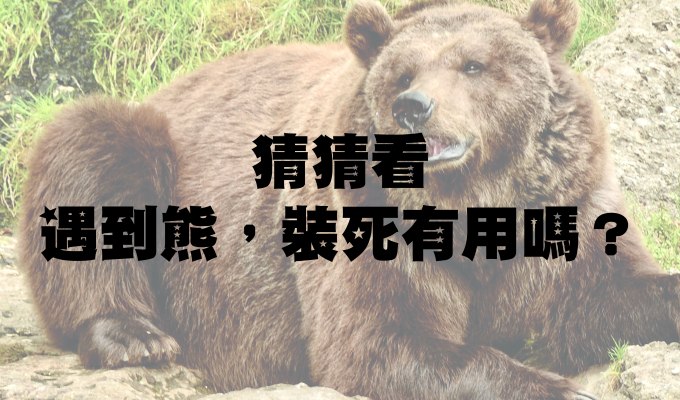 科學問答：遇到熊裝死有用嗎？